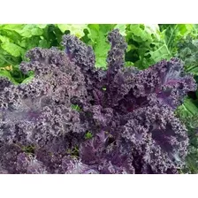 Semillas De Kale Púrpura Crespo Orgánico.
