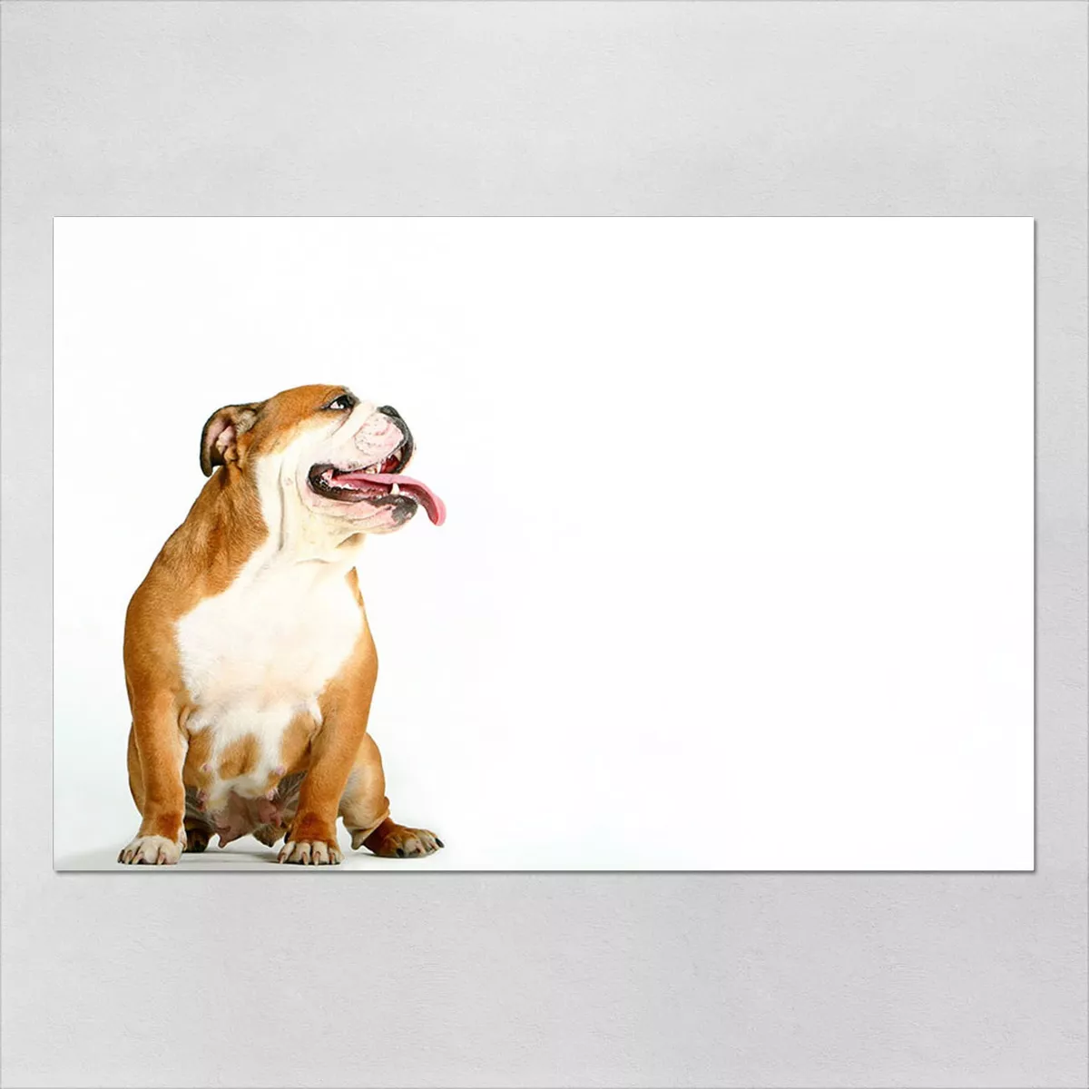Poster 40x60cm Cachorro Animais 25