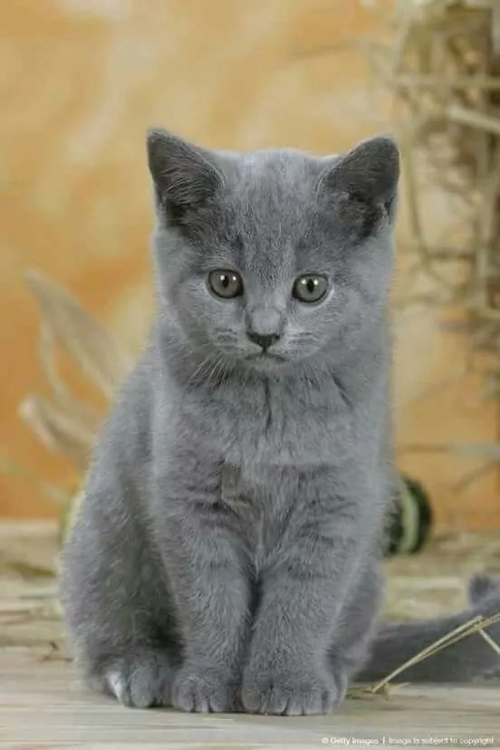 Gato Azul Ruso