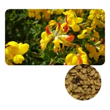 Crotalaria Breviflora Sementes 400g