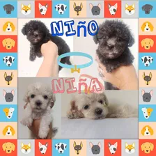 Cachorros Poddle Mini Toys