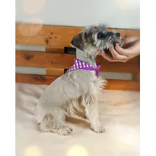 Hermosos Cachorros Schnauzer Minitoy