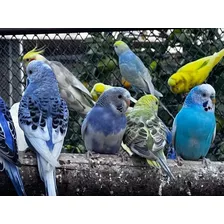 Aves De Calidad - Cotorritas Australianas.--