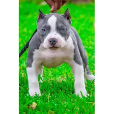 American Bully Cachorro Pocket Show