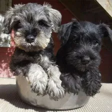 Cachorros Schnauzer Mini Toy