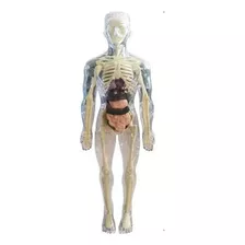 Boneco Corpo Humano Anatomia Órgãos Internos 3d 28cm Altura