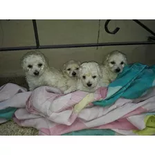 Cruza Caniche Mini Toy Con Maltés Machos Y Hembras