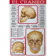 Poster Lamina De Anatomía, Sistemas, Huesos, Quiropráctica