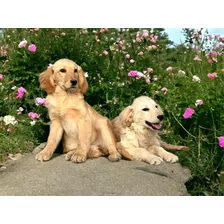 Divinas Cachorras Golden Retriever Americano Raza Pura 1 5 0