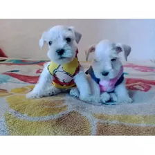 Cachorritos De Raza Schnauzer Cada Cachorro