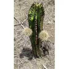 3 Esquejes De Pitayo De Mayo Medida 70 Y 90 Cm. Planta