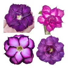 10 Sementes Rosa Do Deserto Roxas Azuladasvariadas Adenium