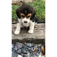 Filhotes Beagle