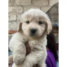 Golden Retriever Machos Listos Para Su Nuevo Hogar 