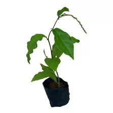 1 Muda De Guiné Petiveria - Planta Medicinal 