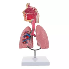 Modelo De Estudo Pulmão Humano Sistema Respiratório