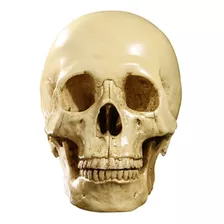 Cráneo Humano Artificial De Tamaño Real De 6,5 Pulgadas,