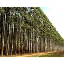 300 Sementes De Eucalipto Cloeziana - Árvore