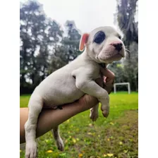  Dogos Argentinos, Excelente Calidad!