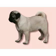 Pug Cachorros / Papá Pedigree Internacional /