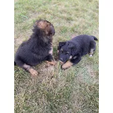 Cachorros Pastor Aleman