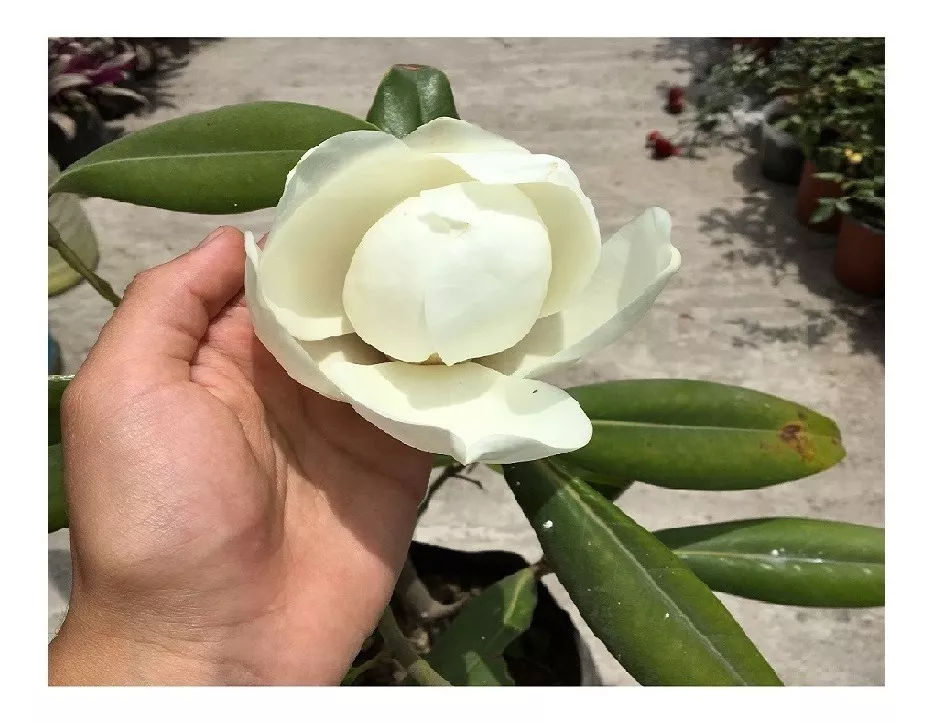Magnolia 50cm Alt Pre Bonsai Planta Arbol Jardin Maceta Flor