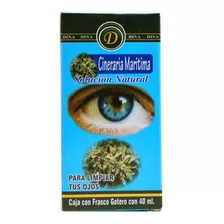 Cineraria Maritima 40 Ml-dina