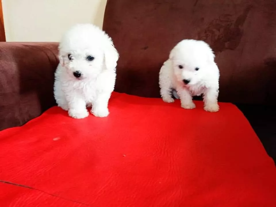 Cachorros French Poodle Mini Taza De Té Blancos Puros