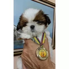 Shih Tzu Cachorros Miniatura Divinos 350 Garantìa De Pureza