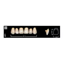 Dientes Vivodent Ivoclar Color 4 B 430 Novacekdental