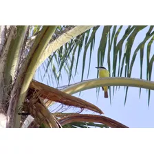  Bienteveo Posado Sobre Una Palmera 