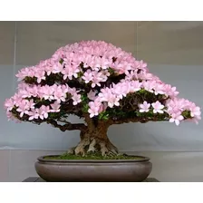 30 Sementes Bonsai Azalea Rhododendron Maximum Flor P/ Mudas