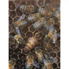 Venta De Reinas, Abejas, Núcleos. 