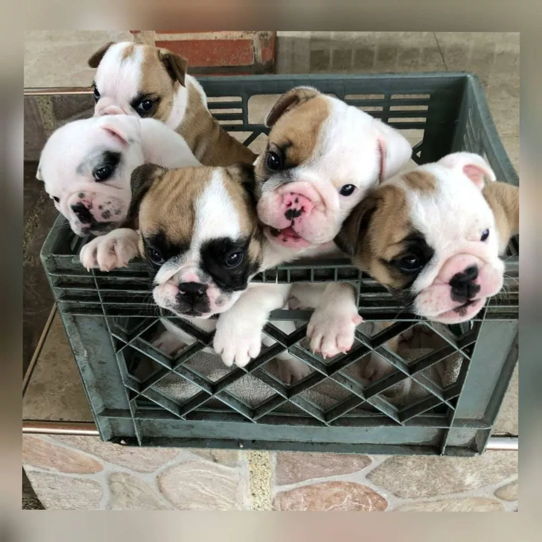 Cachorros Bulldog Ingles Con Pedigrí Vacuna Tienda De Mascot