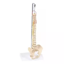 Coluna Vertebral Humana Para Estudo/ Modelo Anatômico Humano