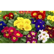 Oferta!! 50 Semillas De Primula (oreja De Oso) Mix Colores