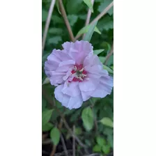 Semillas De Godetia Doble Flor Azalea (clarkia Amoena)