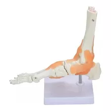 Modelo Do Pé Humano Anatomia Do Corpo Articulado Ligamentos