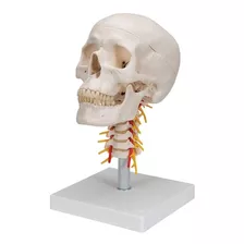 Cráneo Humano + Columna Cervical - Modelo Anatómico