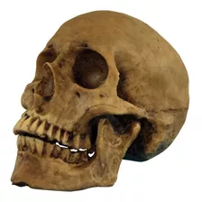 Cráneo Humano De Resina Con Hueso Ritualizado + Envio Gratis