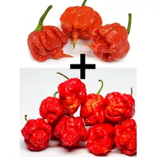 Sementes Trinidade Scorpion + Carolina Reaper 100 Unidades