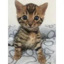 Gatito Macho Bengal Bengali * Entrega Inmediata 