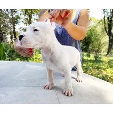 Cachorros Dogos Argentinos Excelente Linea De Sangre 