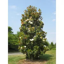 Plantines De Magnolia Grandiflora