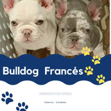 Bulldog Frances