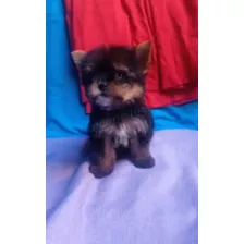 Yorkshire Terrier Mini Hermosos 