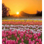 Tercera imagen para búsqueda de comprar bulbo tulipan
