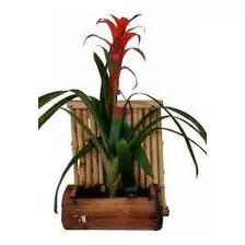 Bromelia De Bambu Plantas Terrestres