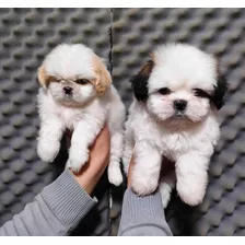 Cachorros Shihtzu Puros 350 