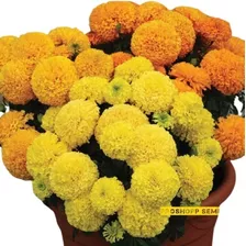 400 Sementes Da Flor Tagetes Gigante Marigold Mix 
